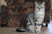 BRITISH SHORTHAIR 057